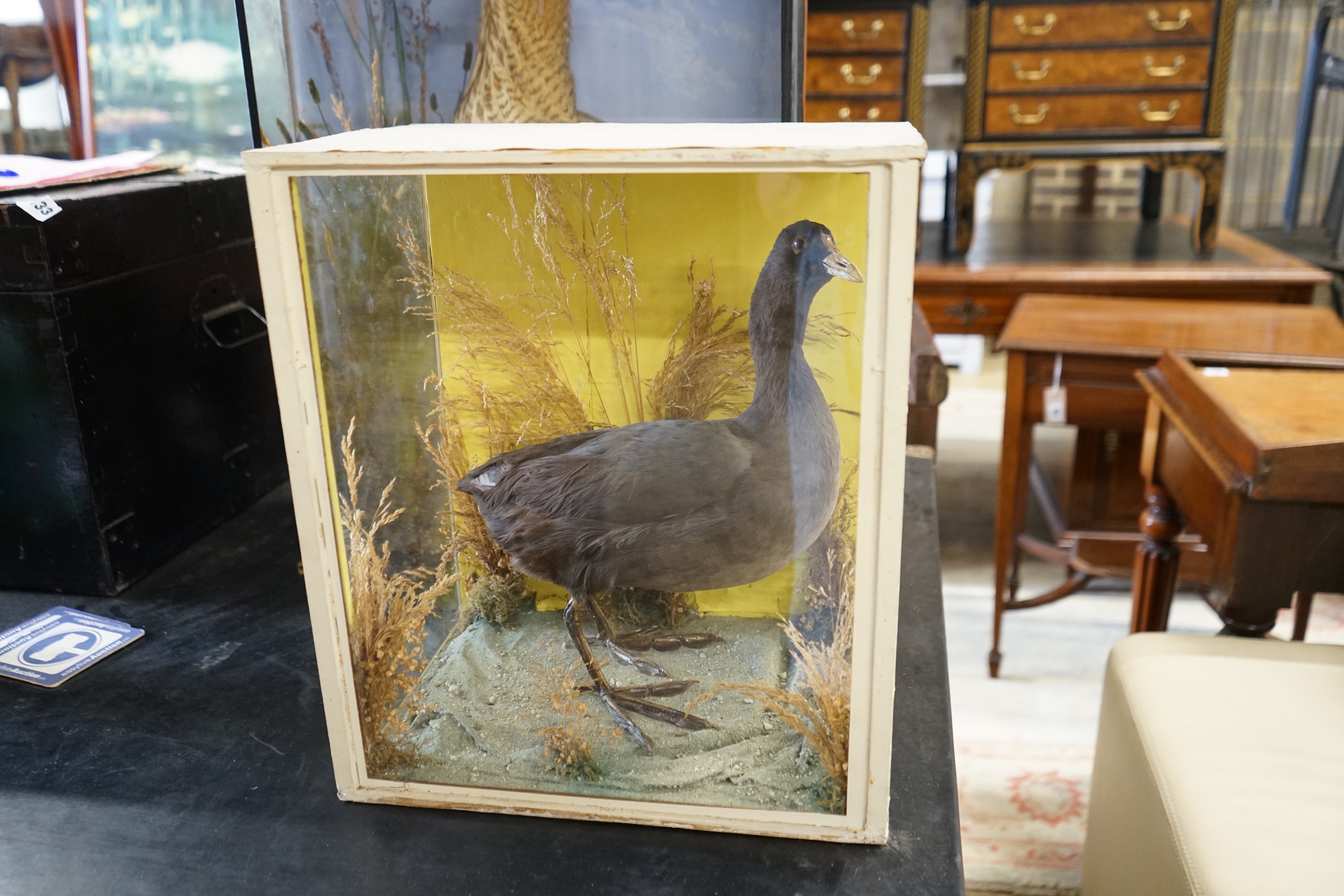 A Victorian cased taxidermic bittern and another water bird, larger width 46cm, height 73cm